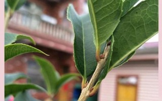 盆栽桂花只长叶不开花怎么办？