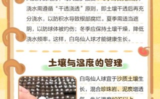 白鸟多肉怎么养才爆盆？