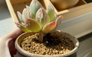 多肉外层叶子变软干瘪怎么办？