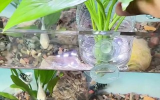 龟缸水培选绿萝还是吊兰？