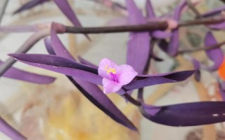 紫鸭趾草水培用啥水好？