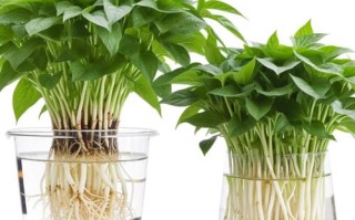 水培绿萝能直接浇纯牛奶吗？