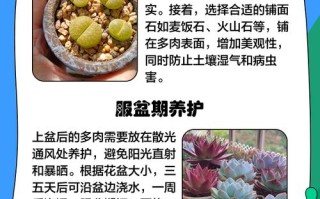 刚入手的多肉怎么处理？