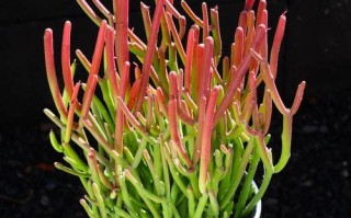 红珊瑚多肉怎么养才爆盆？