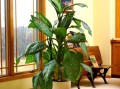 北方常见室内观叶盆栽有哪些？