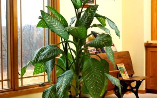 北方常见室内观叶盆栽有哪些？