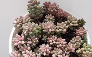 虹之玉多肉有毒吗？