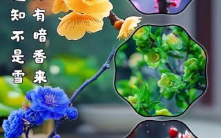 盆栽红梅和腊梅哪个更值得养？