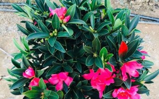 杜鹃茶花盆栽图片有哪些？