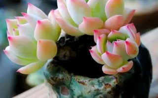 多肉植物图片大全有哪些品种？