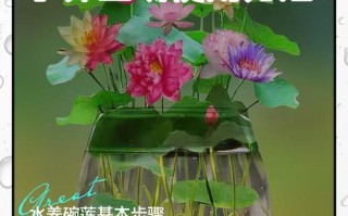 水培莲花多久换一次水合适？