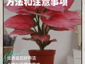 水培如意皇后冬天怎么养？
