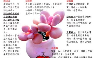 多肉植物适合家养吗？