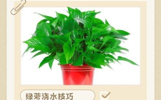 绿叶盆栽植物施肥有何讲究？