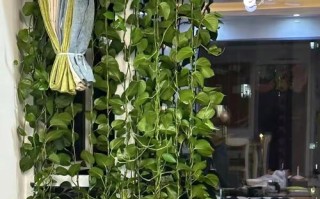 水培绿萝改土养可行吗？