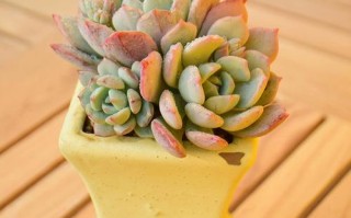 格林 多肉冬季怎么养