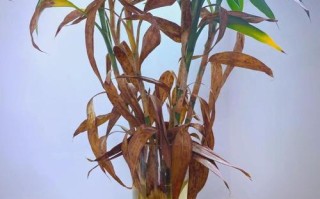 水培富贵竹刚买叶子发黄怎么办？