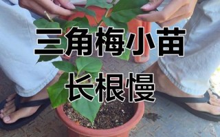 三角梅水培为何难生根？