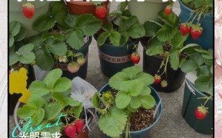 水培草莓苗几月栽最合适？
