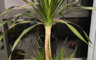 龙血树盆栽寿命究竟有多长？