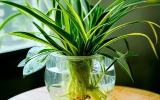 苔藓自制水培吊兰营养液好用吗？