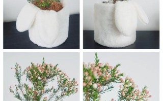 澳洲大腊梅干养与水培，哪种更合适？