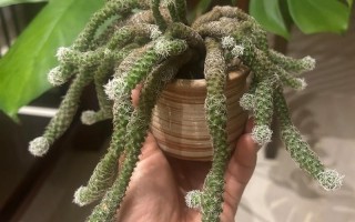 白鸟繁殖方法是什么？