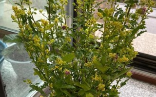 盆栽木槿叶子为何干黄