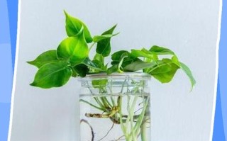 纯净水水培可行吗？