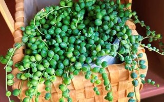 水培佛珠怎么繁殖？