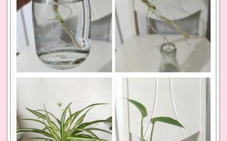 吊兰水培不用营养液能活吗？