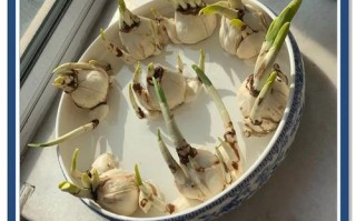 水仙花根水培烂了怎么办