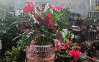 佛山顺德哪里有盆栽卖