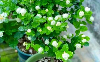 不怕日晒的花家庭盆栽