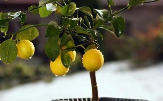 柠檬盆栽能放室外吗？