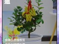 金佛手盆栽怎么养才能结果？