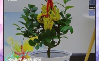 金佛手盆栽怎么养才能结果？