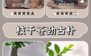 养盆栽趣事好处多，具体有哪些？