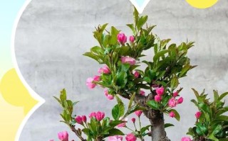 盆栽海棠需要多大的盆