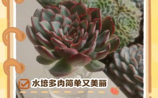 多肉水培养殖方法有哪些？