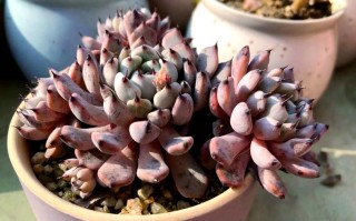 多肉黑爪的原始状态有多独特？