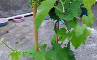 盆栽葡萄结果前是什么样？