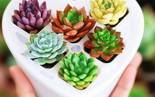 盆栽多肉组合如何摆放更美观？