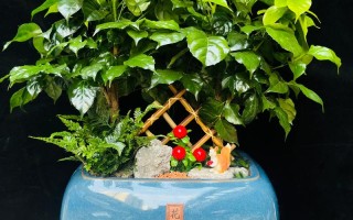 知名室内盆栽花卉盆景如何养护挑选？