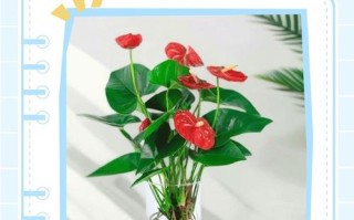 红掌盆栽怎么养才能开花旺？