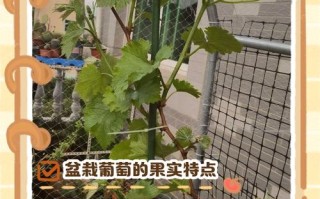 盆栽葡萄几天浇水一次最合适？