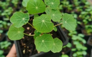 旱金莲盆栽怎么养？图解方法看这里！