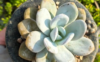 雪莲多肉种子多久能发芽？