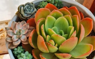 多肉品种怎么选？养护技巧有哪些？