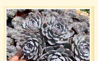 兰花和多肉哪个容易养